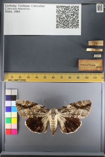 Media type: image;   Entomology 741301